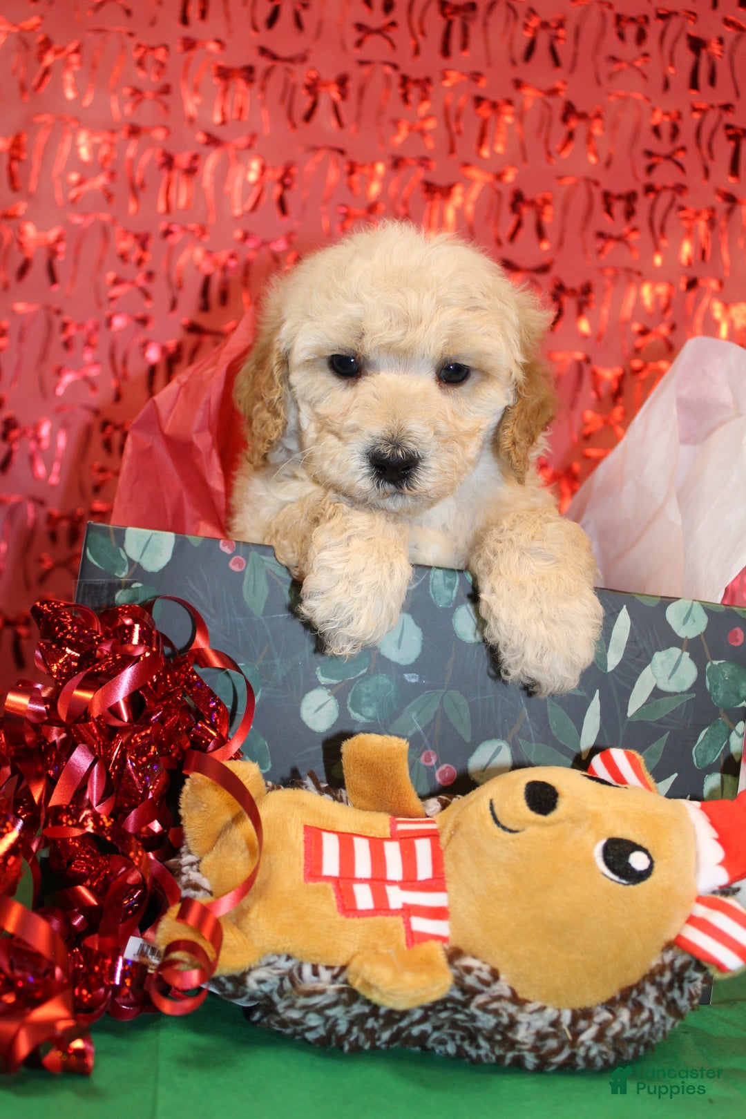 Miniature Poodle dogs for sale: Mr Wilson - Ad 8