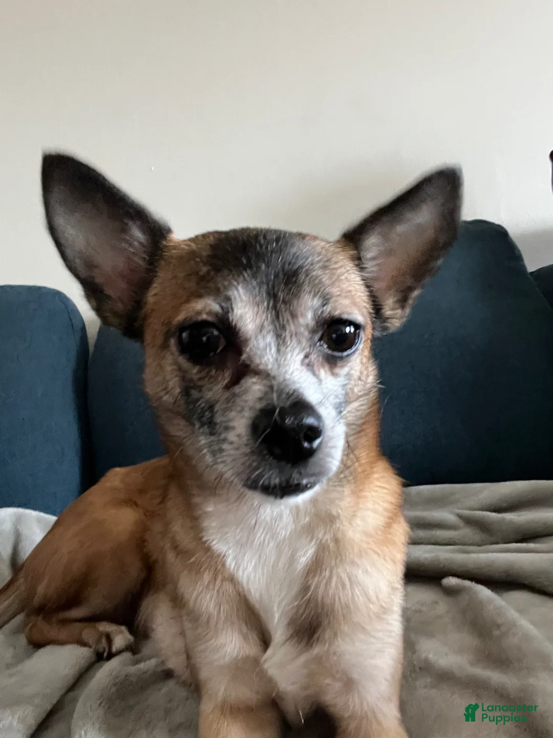 Chihuahua dogs for sale: Chihuahua Puppy 1 - Ad 4