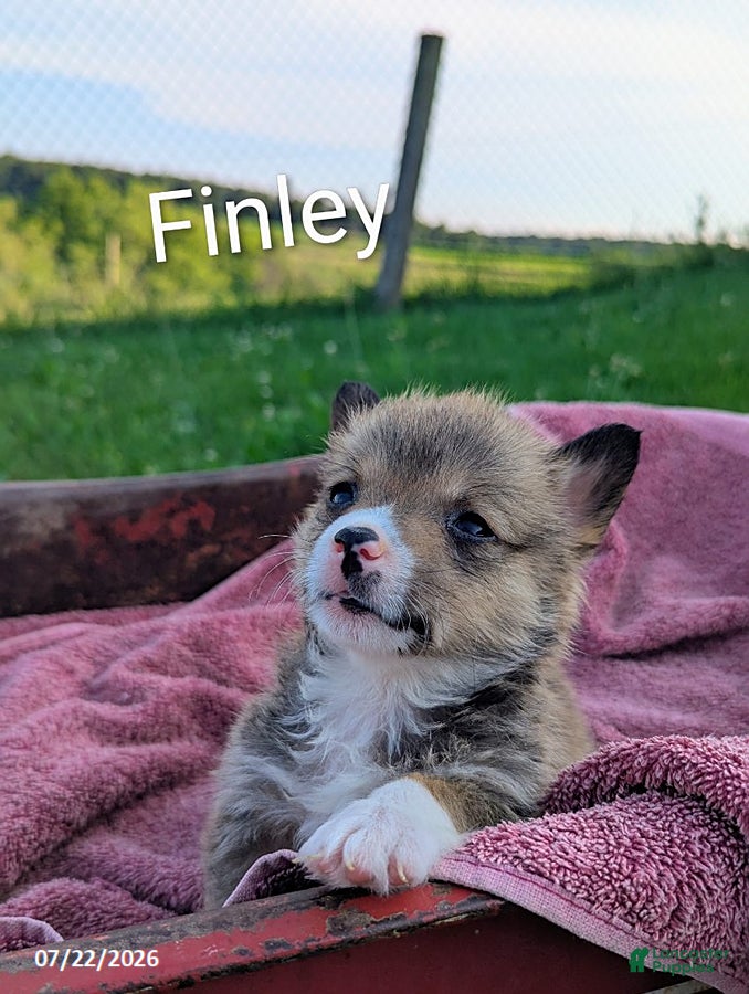 Welsh Corgi Pembroke dogs Finley - Ad 38