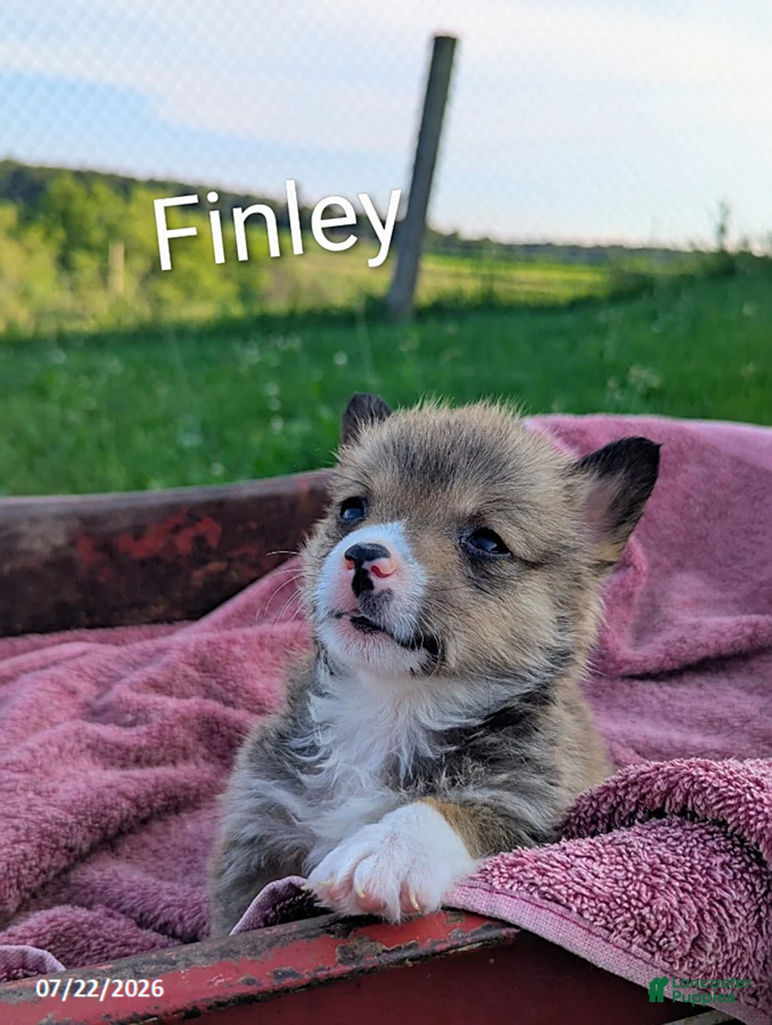 Welsh Corgi Pembroke dogs for sale: Finley - Ad 1