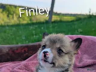 Welsh Corgi Pembroke dogs Finley - Ad 38