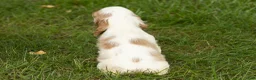 Cocker Spaniel dogs for sale: Mia  - Ad 3