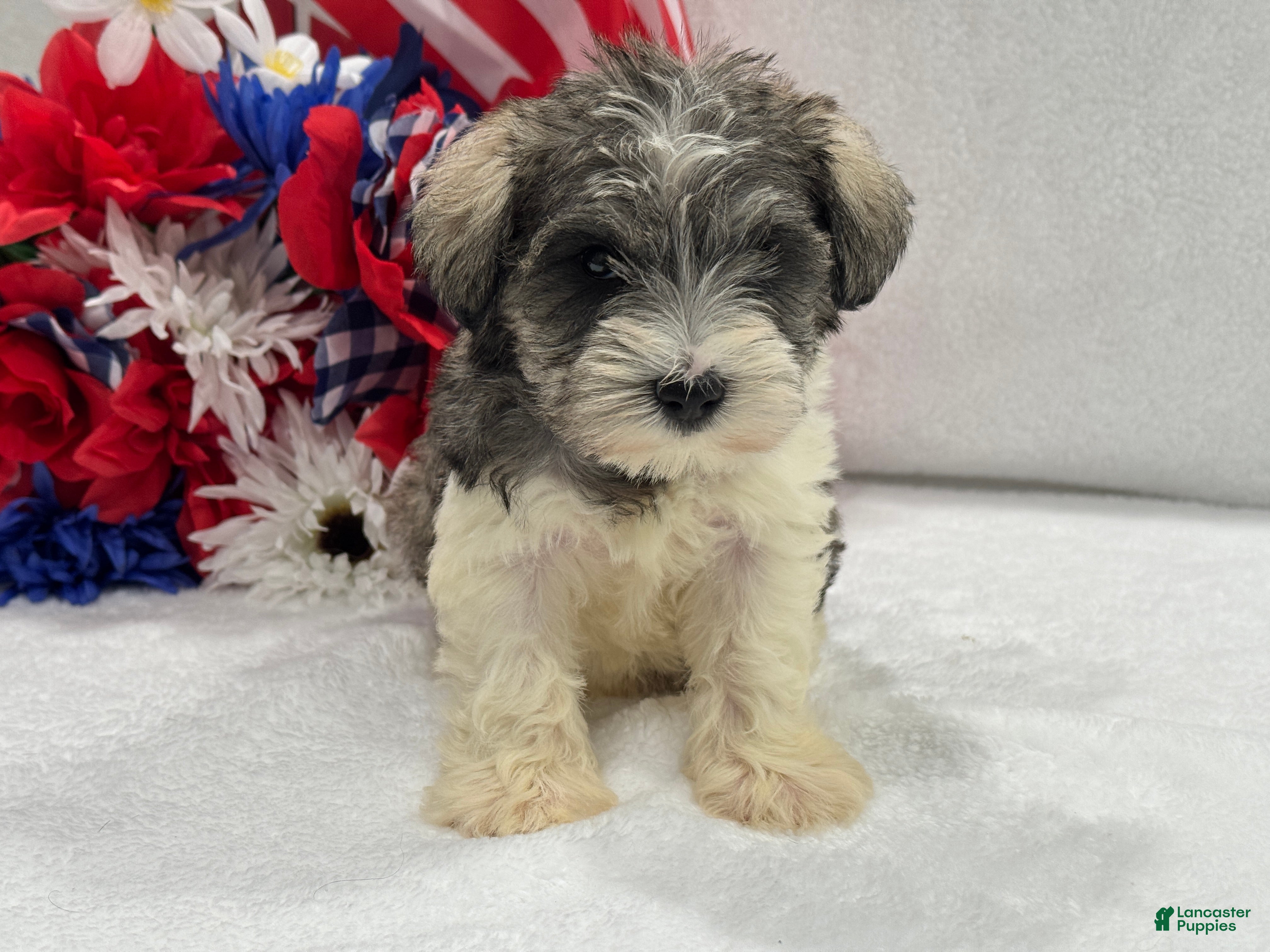 Miniature Schnauzer dogs Josie Female 2 - Ad 14