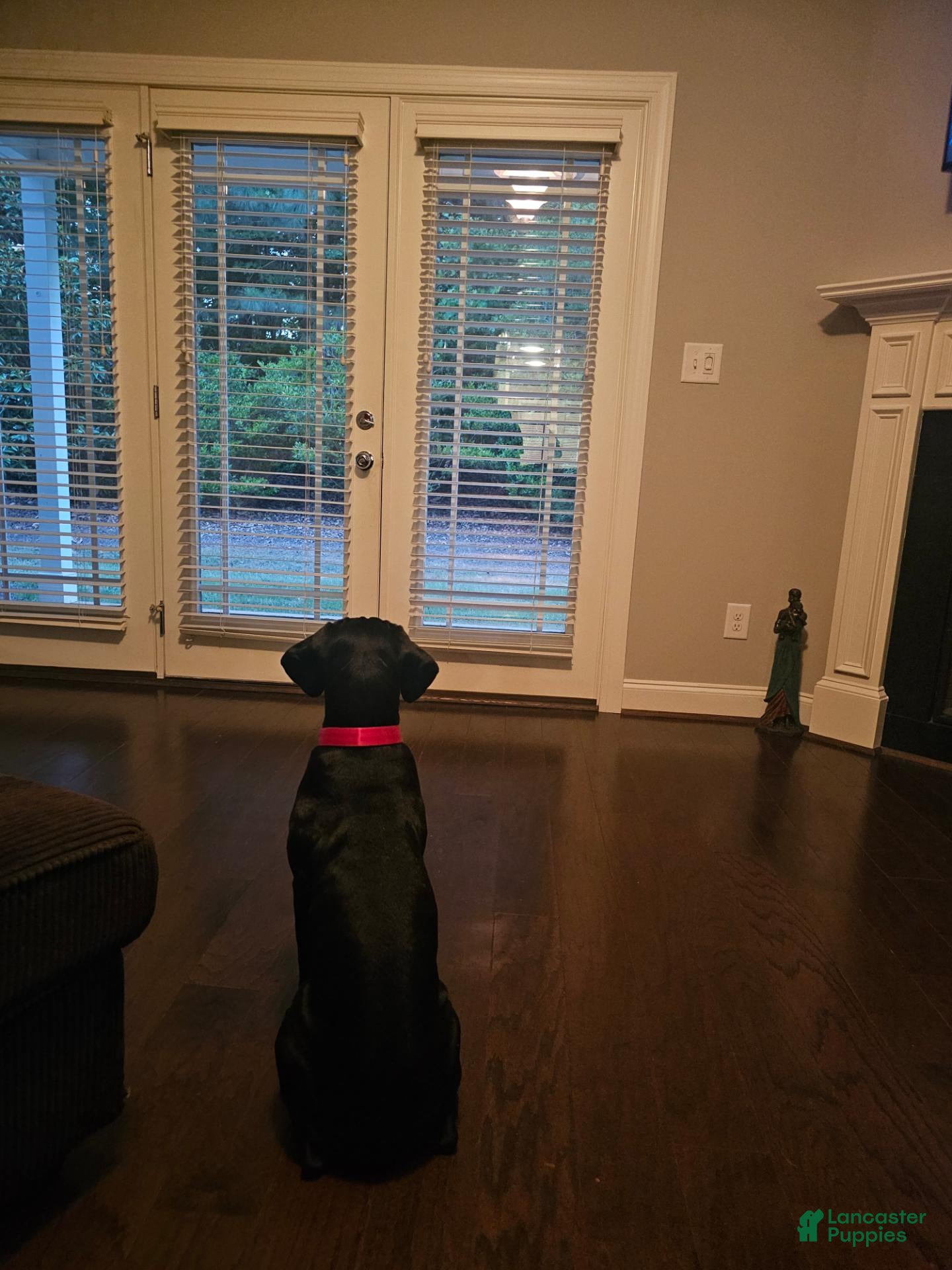 Cane Corso dogs Cane Corso Puppy - Ad 21