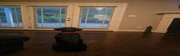 Cane Corso dogs for sale: Cane Corso Puppy - Ad 1