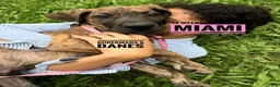 Great Dane dogs for sale: Miami - Ad 18