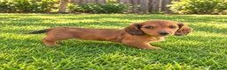 Miniature Dachshund dogs for sale: Betsy - Ad 6