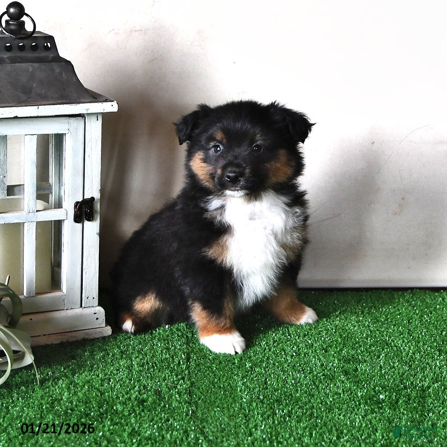 Miniature Australian Shepherd dogs Jaxon - Ad 5