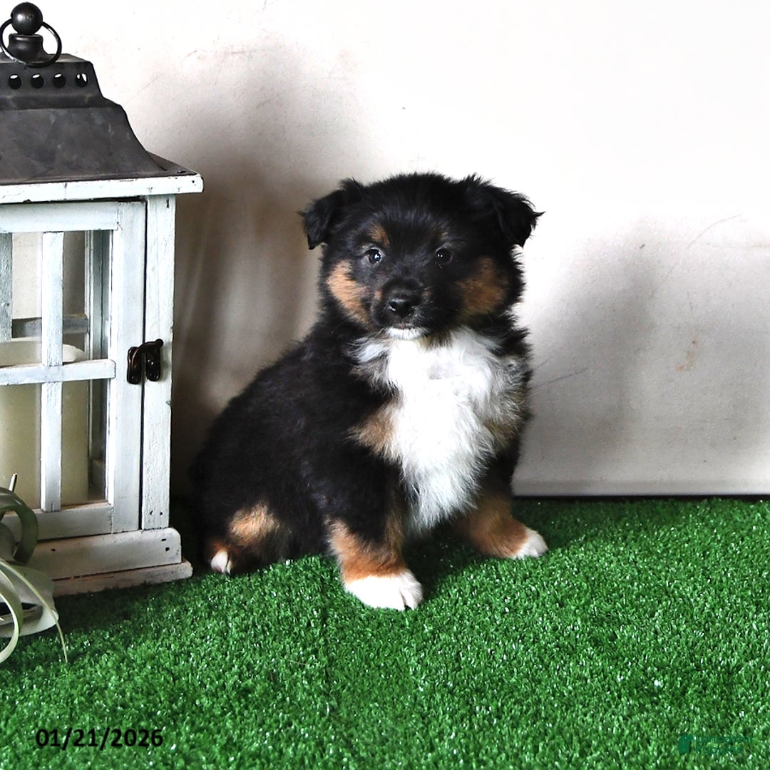 Miniature Australian Shepherd dogs for sale: Jaxon - Ad 1
