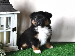 Miniature Australian Shepherd dogs Jaxon - Ad 28