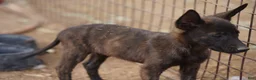 Dutch Shepherd dogs for sale: Dutch Shepherd Puppy 2 - Ad 8