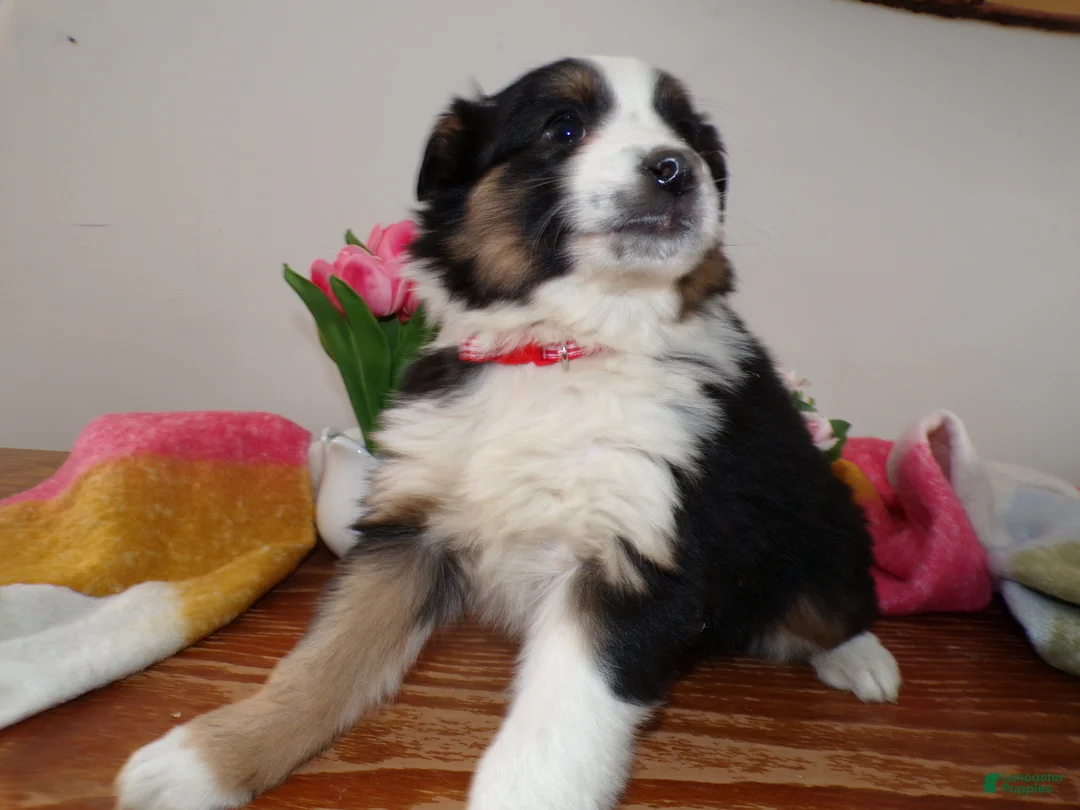 Mini Aussiedoodle dogs for sale: Mini Aussie-doodle Puppy 1 Missy - Ad 2