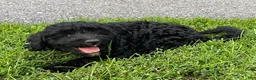 Miniature Poodle dogs for sale: Connie - Ad 3