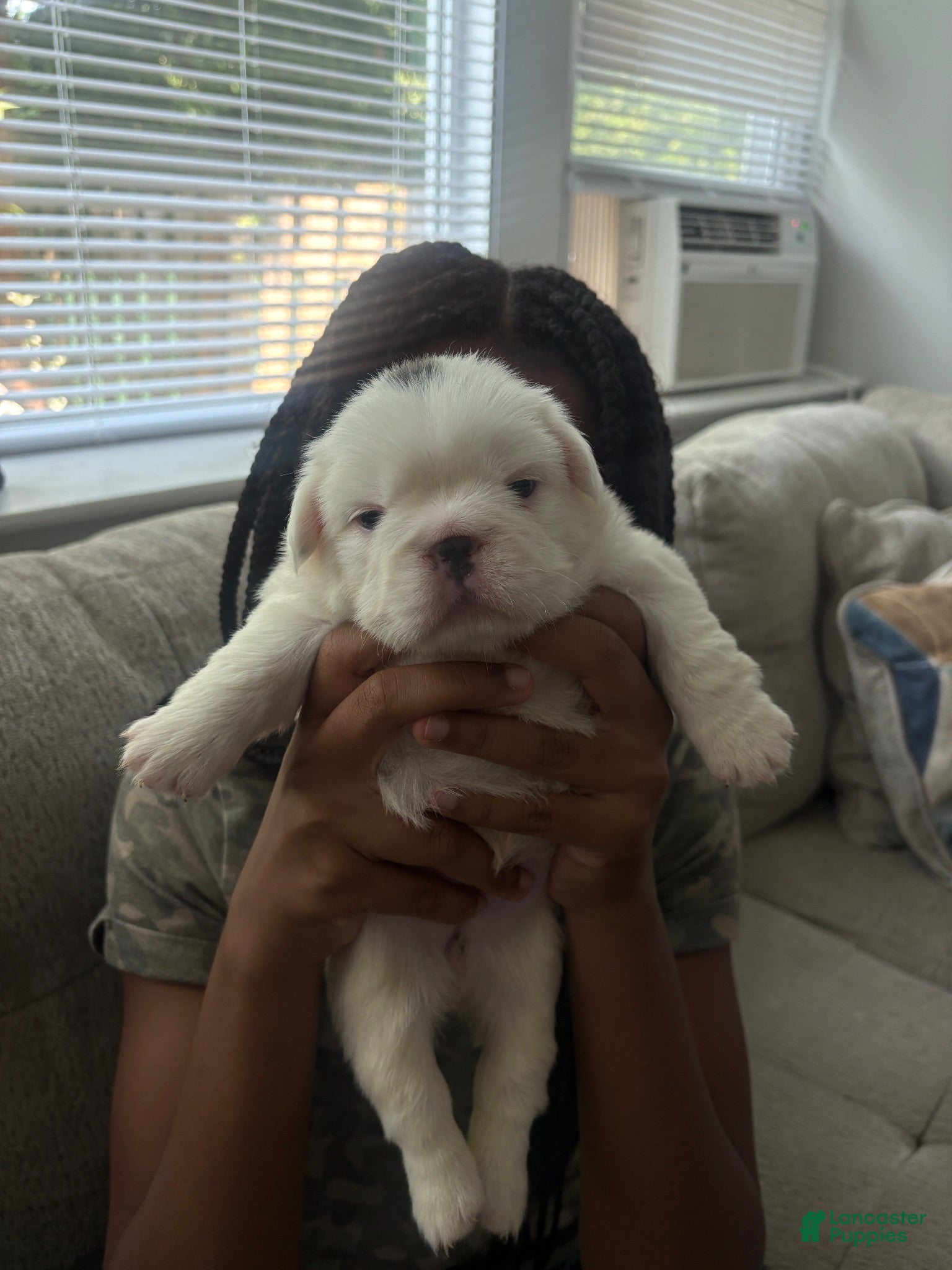 French Bulldog dogs Panda - Ad 1