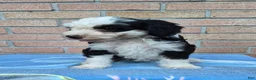 Mini Bernedoodle dogs for sale: Missy - Ad 3