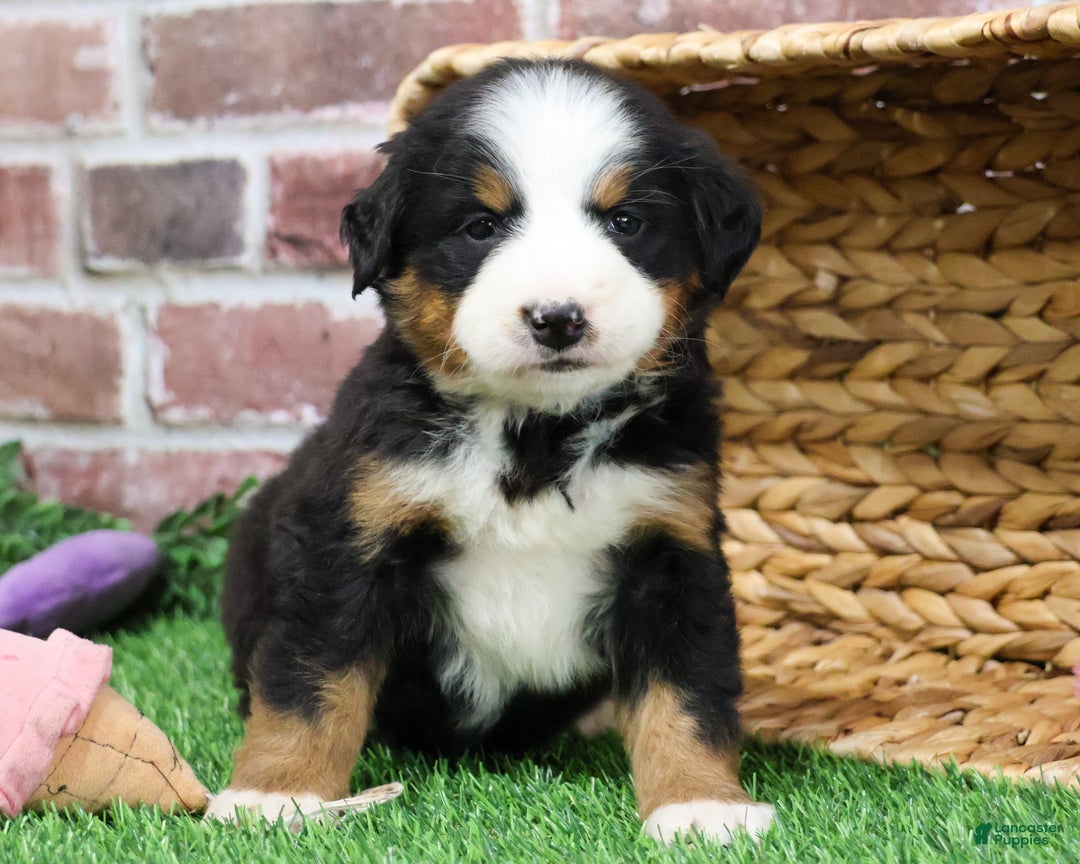 Bernese Mountain Dog dogs for sale: Mistletoe - Ad 8