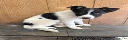 Border Collie dogs for sale: Border Collie 2 - Ad 7