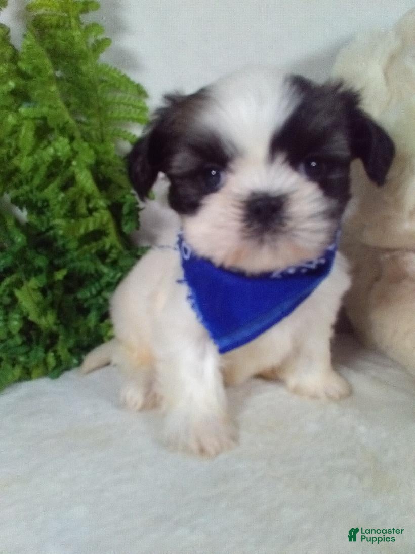 Shih Tzu dogs Ace - Ad 2