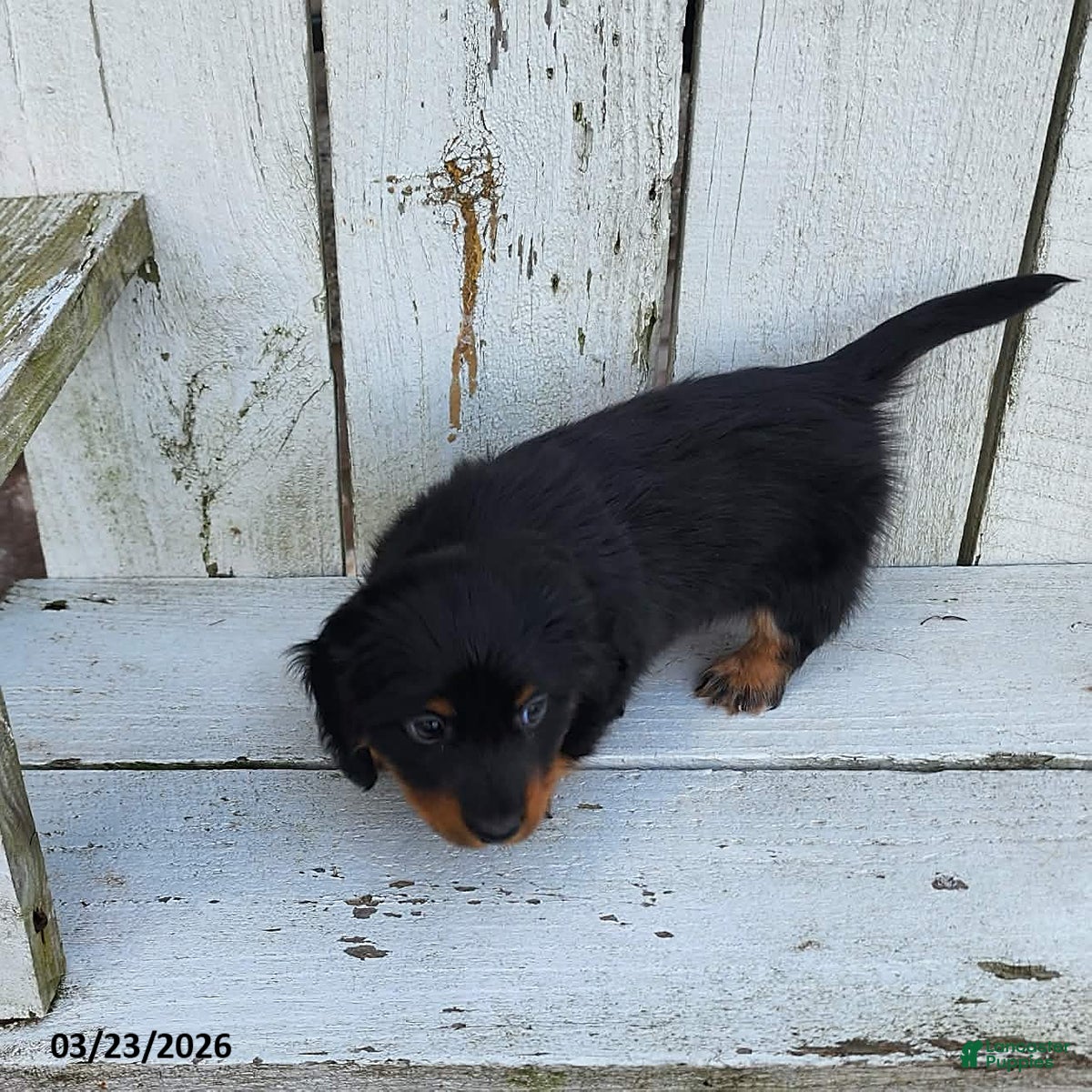 Miniature Dachshund dogs Hershey - Ad 2