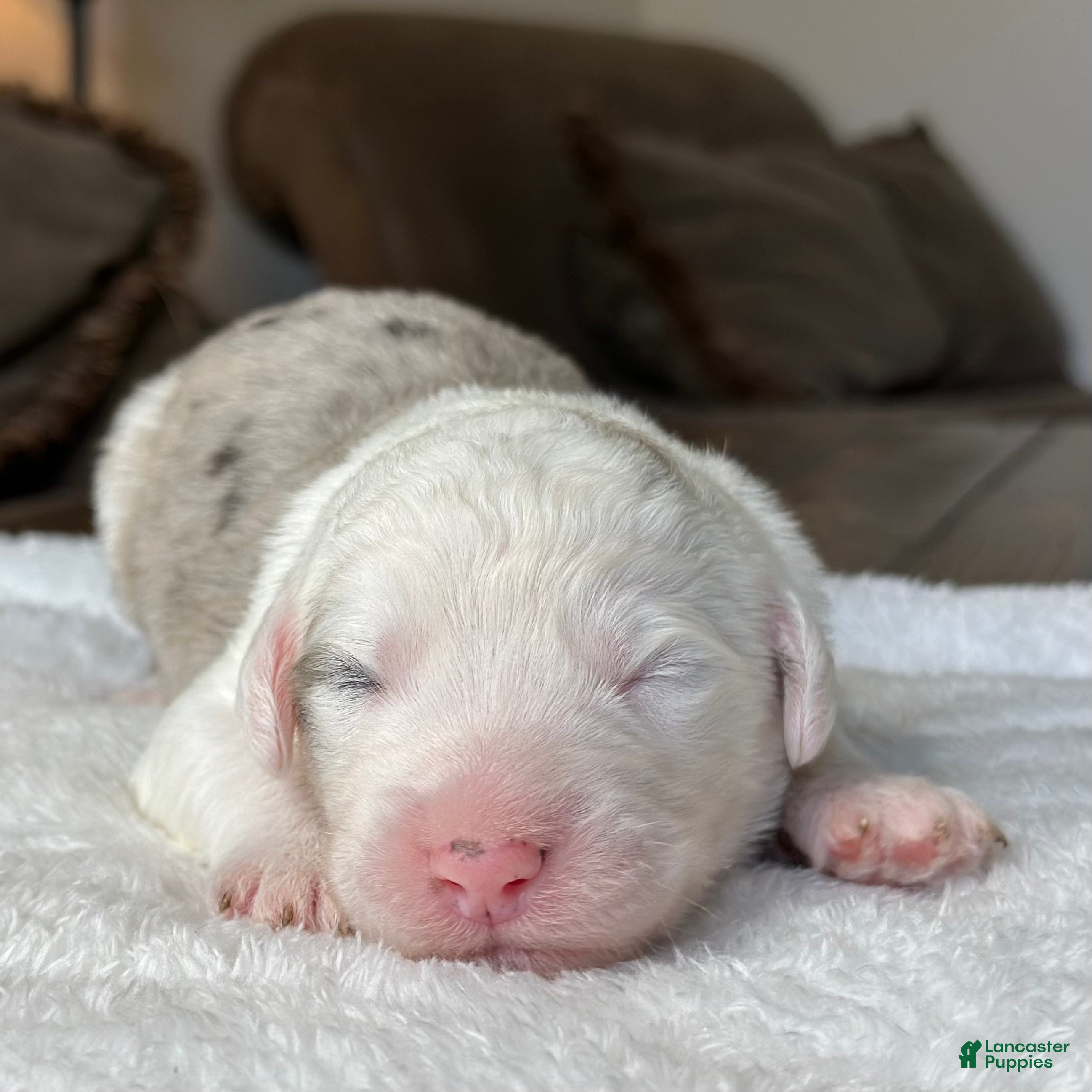 Sheepadoodle dogs Merle Male 6 - Ad 1