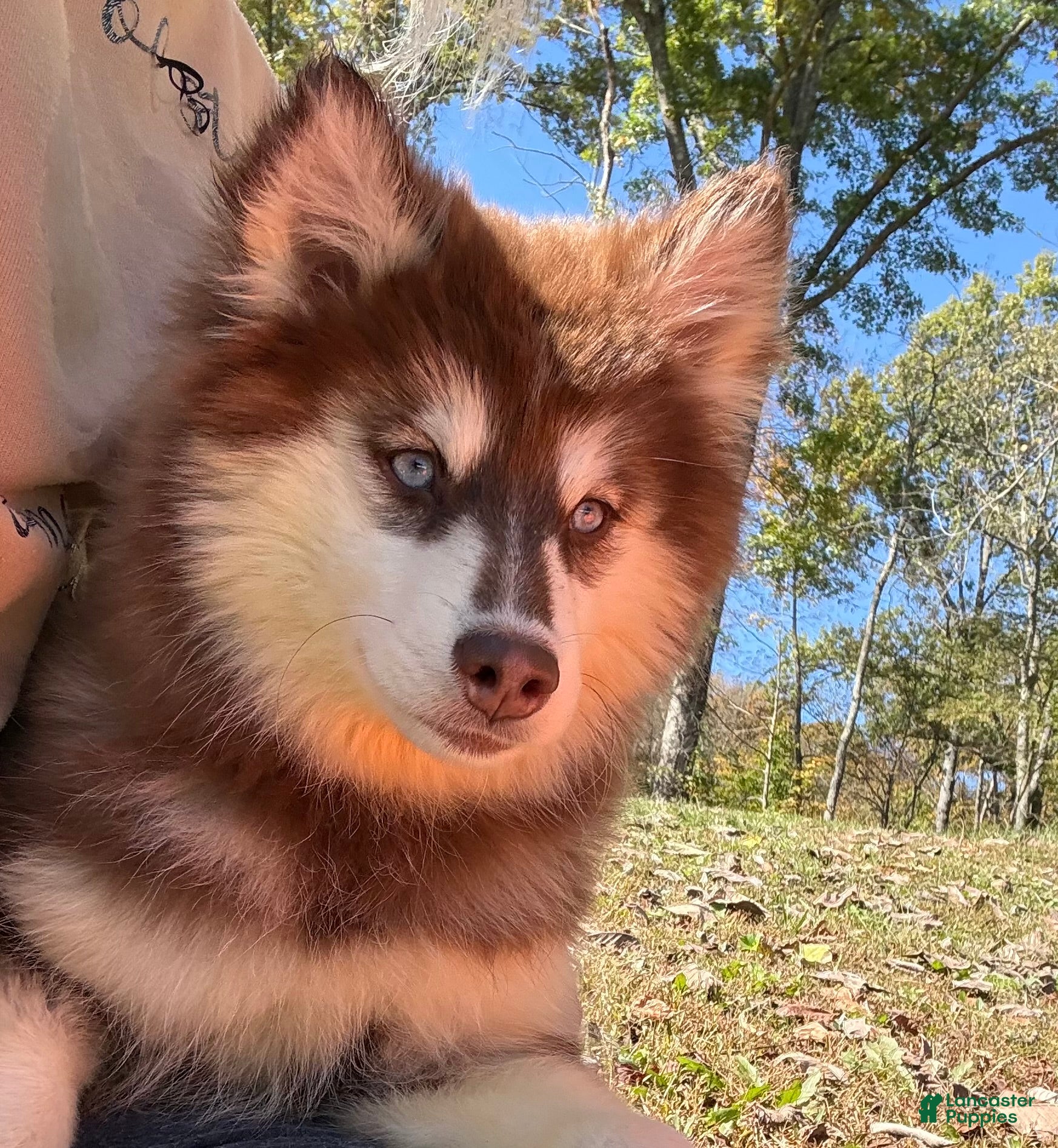 Pomsky dogs for sale: Addie - Ad 1