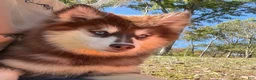 Pomsky dogs for sale: Addie - Ad 1