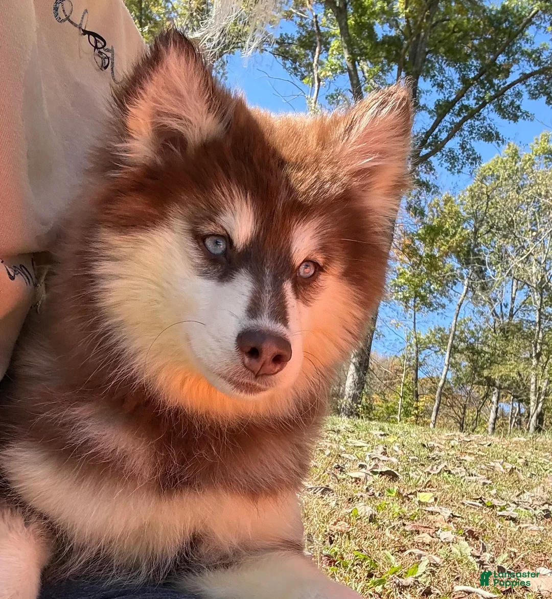 Pomsky dogs for sale: Addie - Ad 1