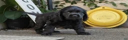 Cocker Spaniel dogs for sale: Coco - Ad 3