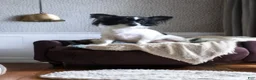 Chihuahua dogs for sale: POPPY - Ad 9