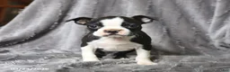 Boston Terrier dogs for sale: Roxy - Ad 3