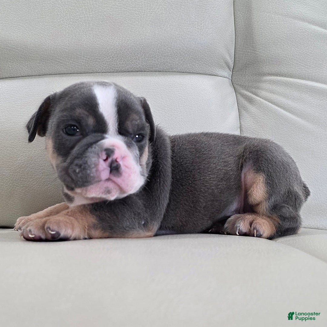 English Bulldog dogs for sale: Asher - Ad 3