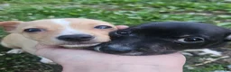 Chiweenie dogs for sale: Chiweenie Puppy 1 - Ad 7