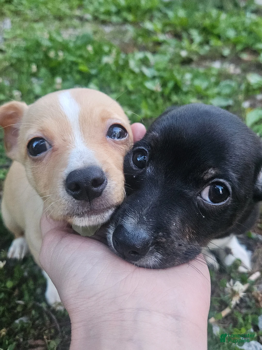 Chiweenie dogs for sale: Chiweenie Puppy 2 - Ad 2