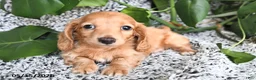 Miniature Dachshund dogs for sale: Cedrick - Ad 2