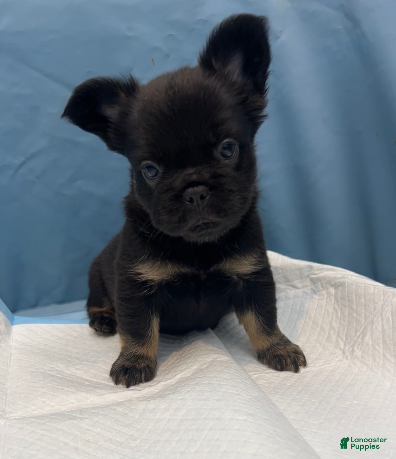 French Bulldog dogs Gigi - Ad 15