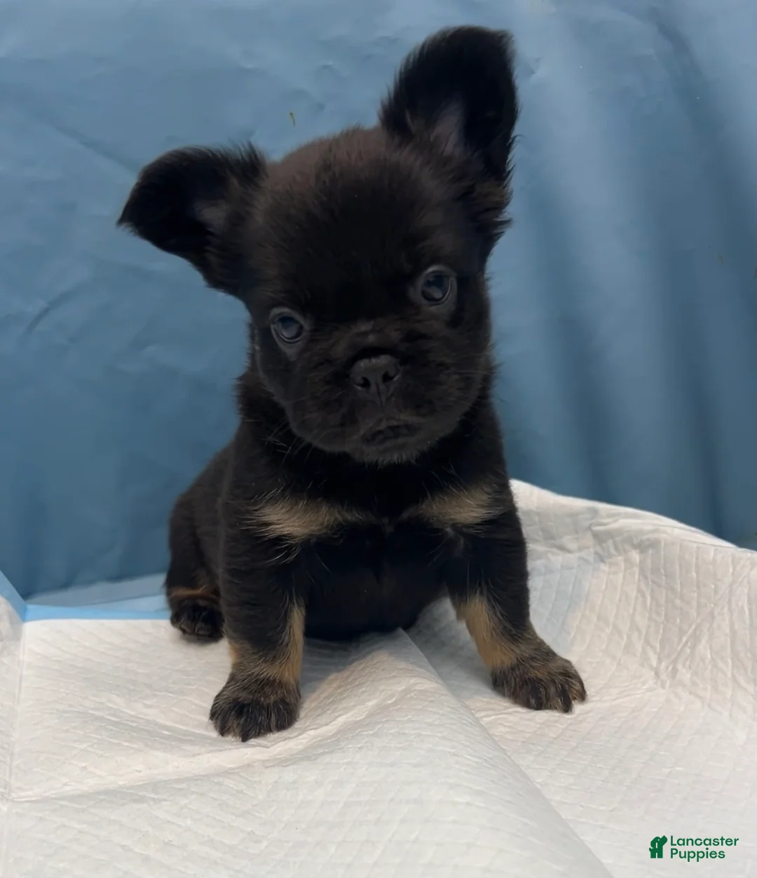 French Bulldog dogs for sale: Gigi - Ad 1