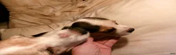 Beagle dogs for sale: Beagle 3 - Ad 4