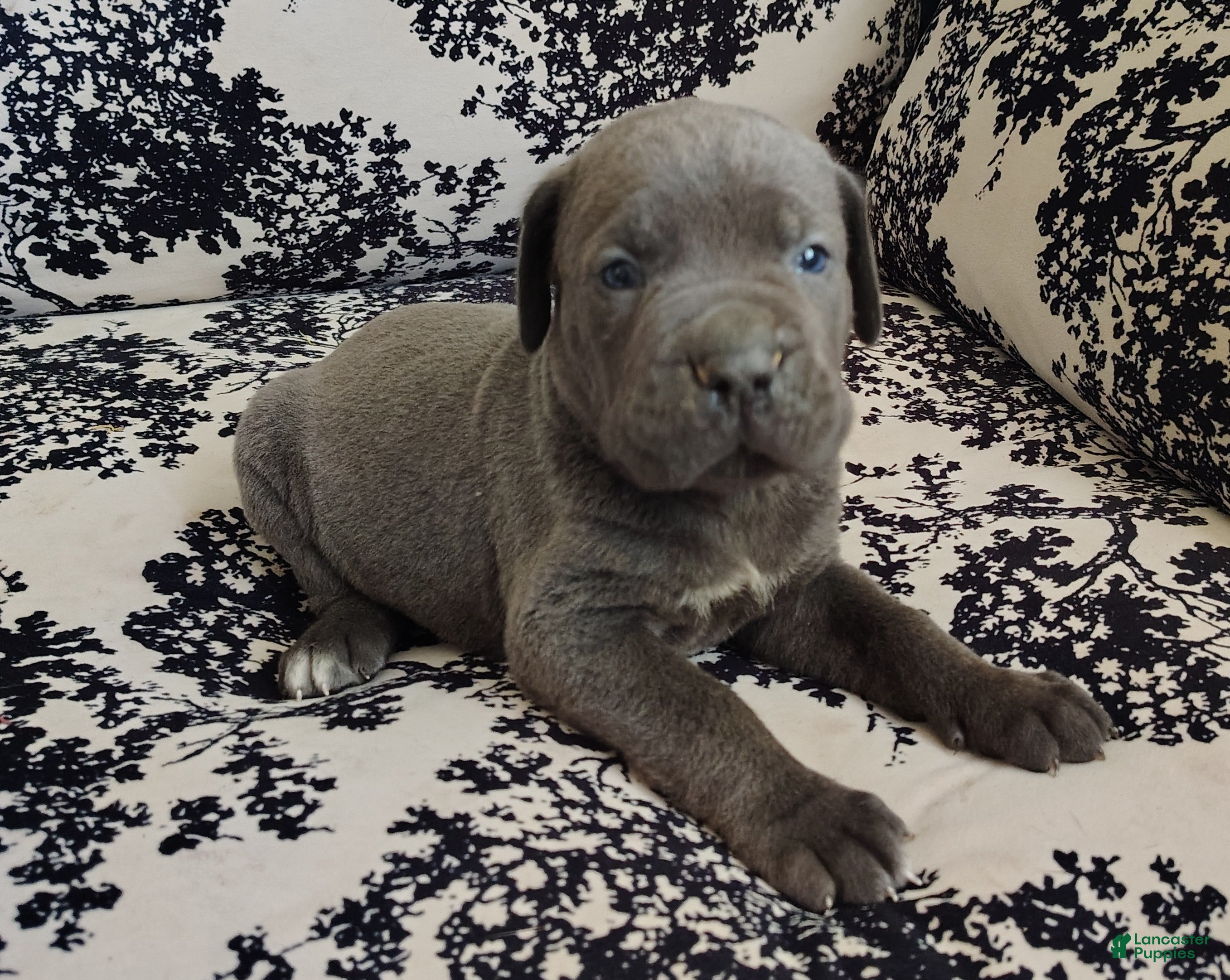 Cane Corso dogs Cane Corso 1 - Ad 1