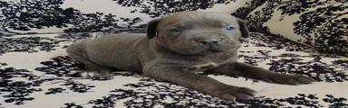 Cane Corso 1