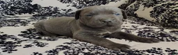 Cane Corso dogs for sale: Cane Corso 1 - Ad 1