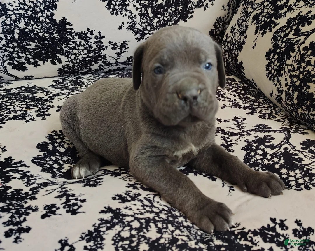 Cane Corso dogs for sale: Cane Corso 1 - Ad 1
