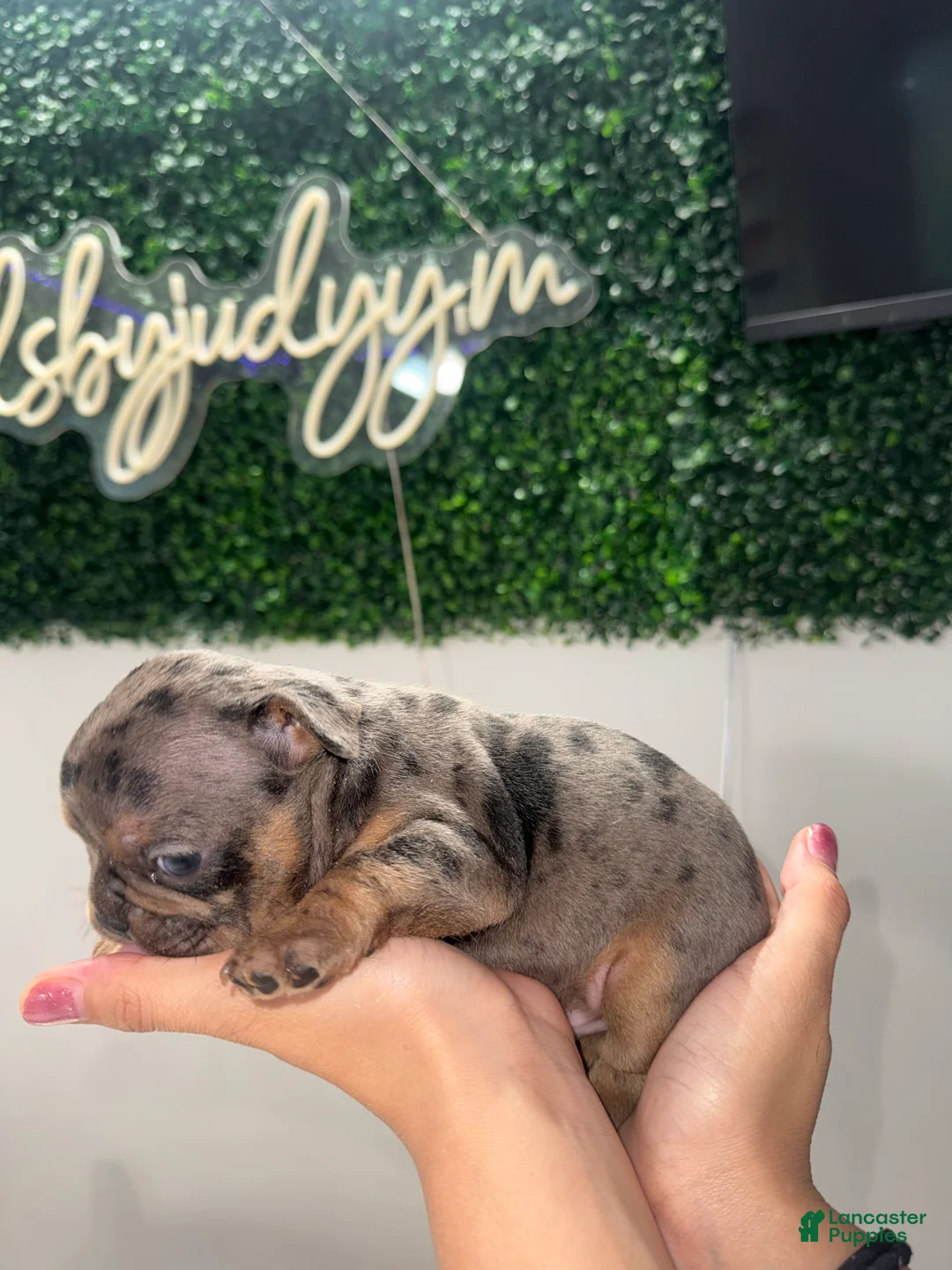 French Bulldog dogs for sale: French Bulldog Puppy 4 - Ad 2