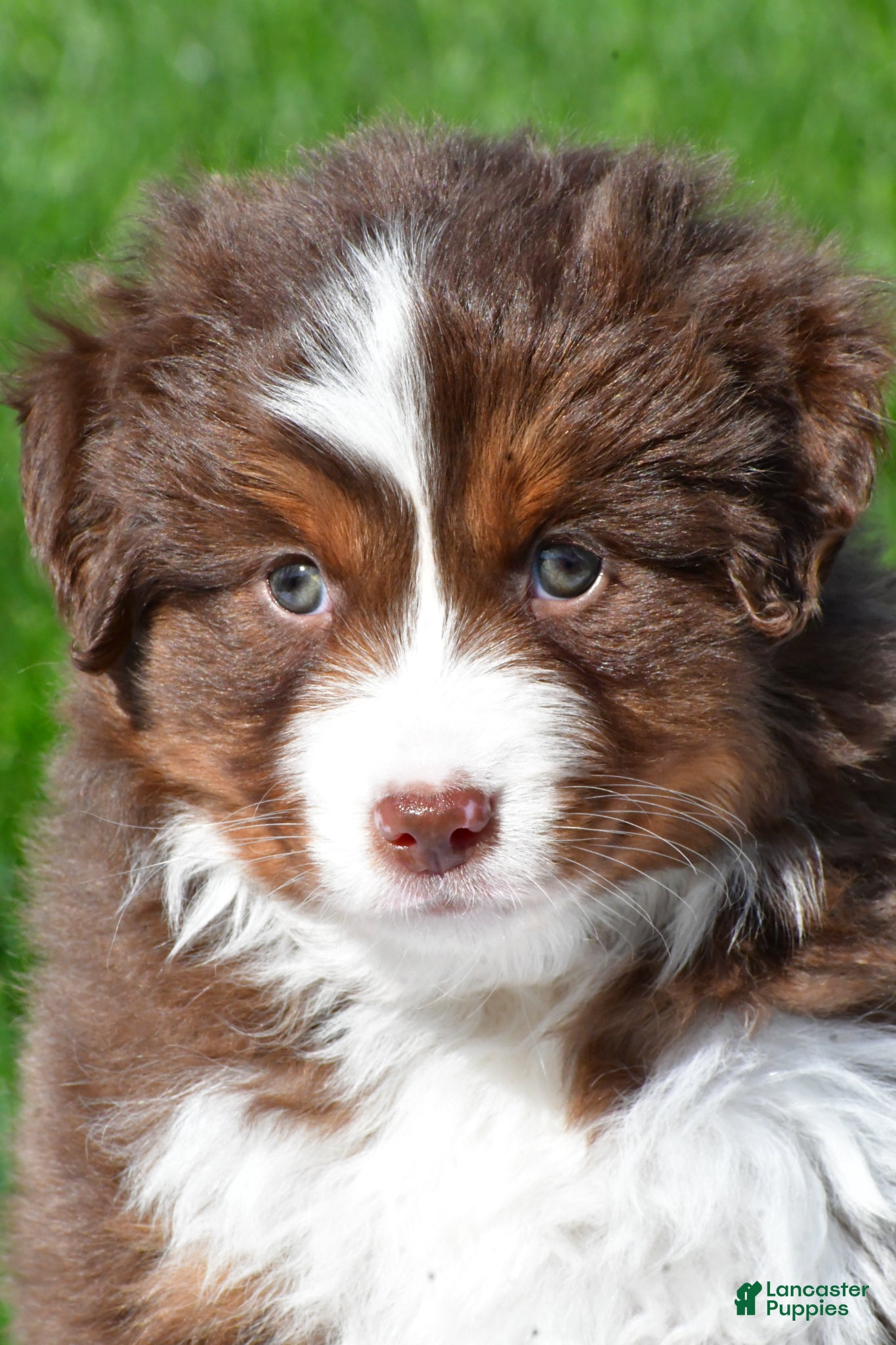 Miniature Australian Shepherd dogs Taylor - Ad 1