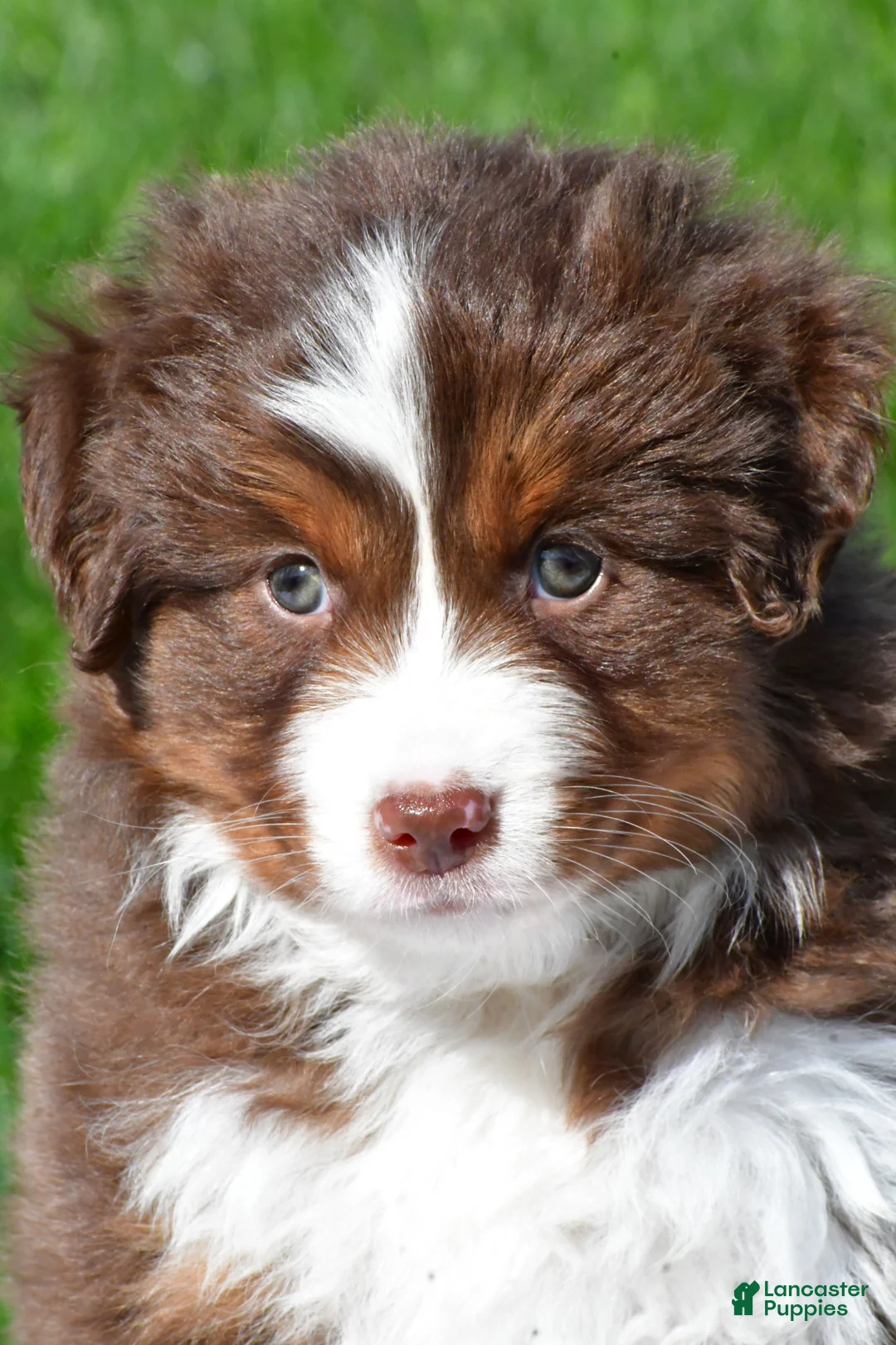 Miniature Australian Shepherd dogs for sale: Taylor - Ad 1