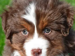 Miniature Australian Shepherd dogs for sale: Taylor - Ad 3