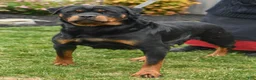 Rottweiler dogs for sale: Candy - Ad 6