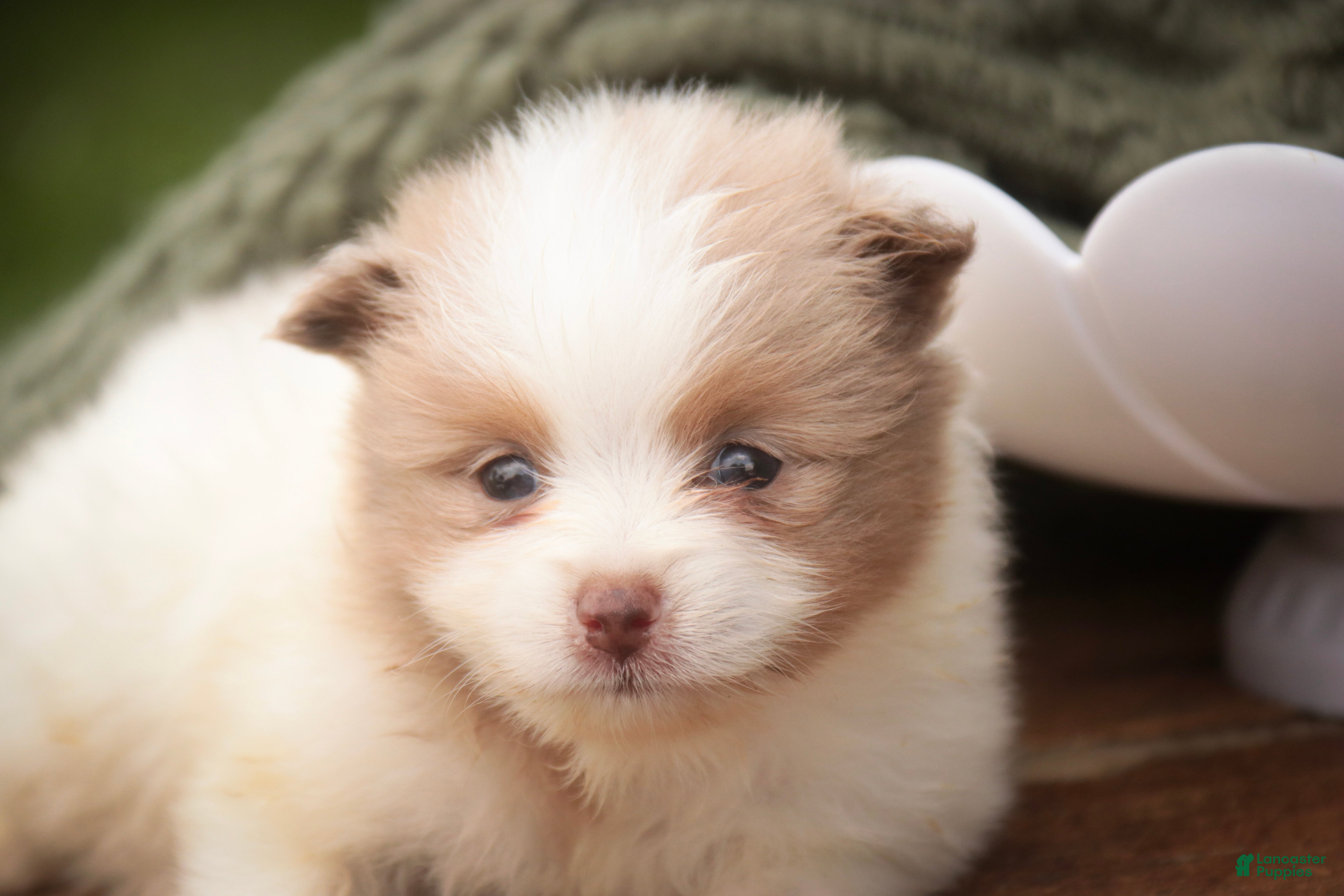 Pomeranian dogs Marie Pomeranian  - Ad 2