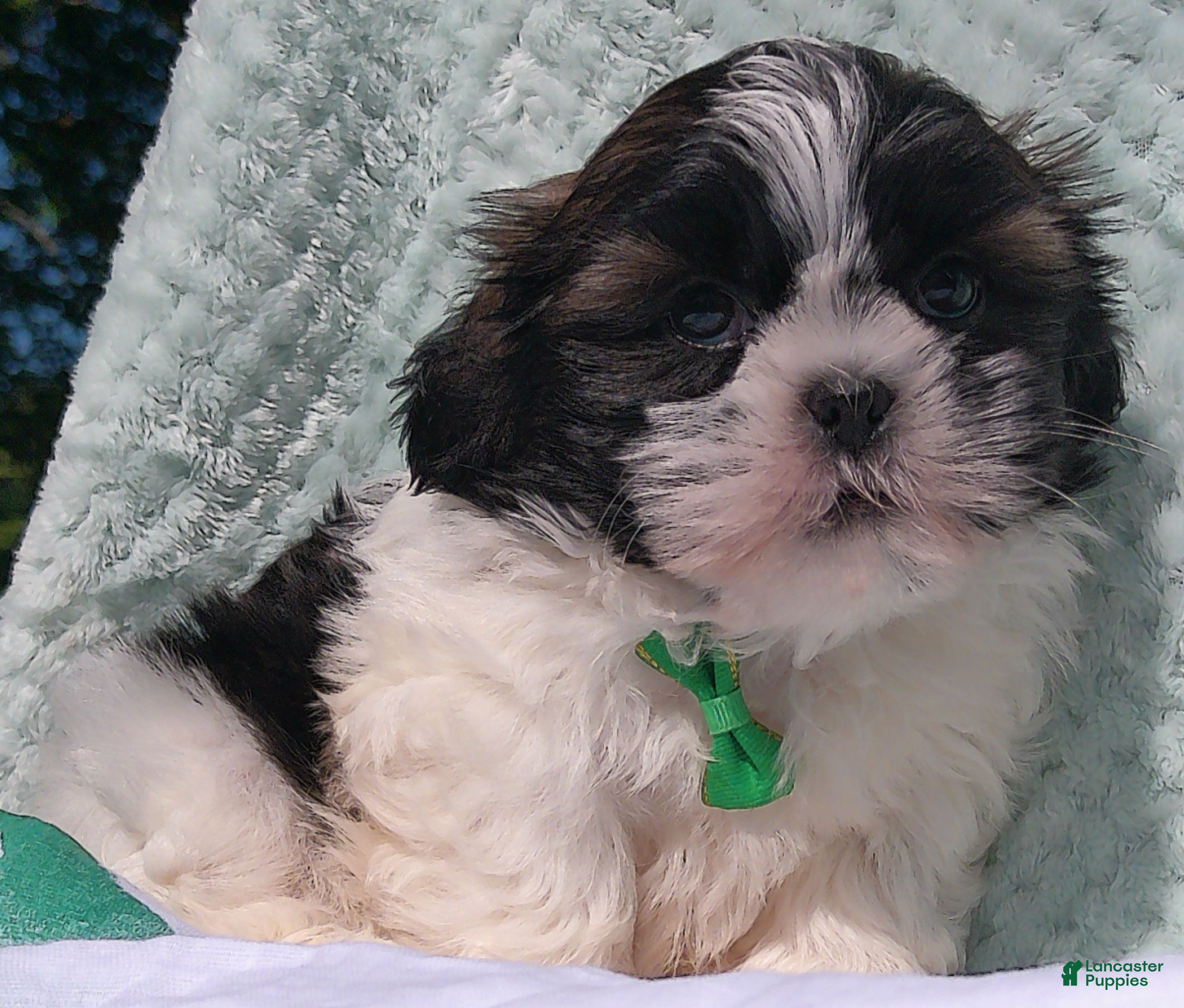 Shih Tzu dogs for sale: Patches - Ad 4