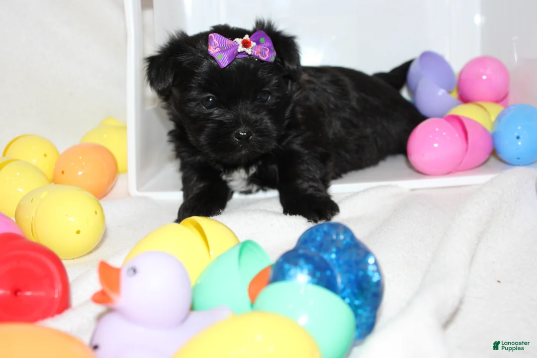 Shorkie dogs for sale: Sassy - Ad 2