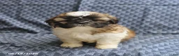 Shih Tzu dogs for sale: Cookie - Ad 1